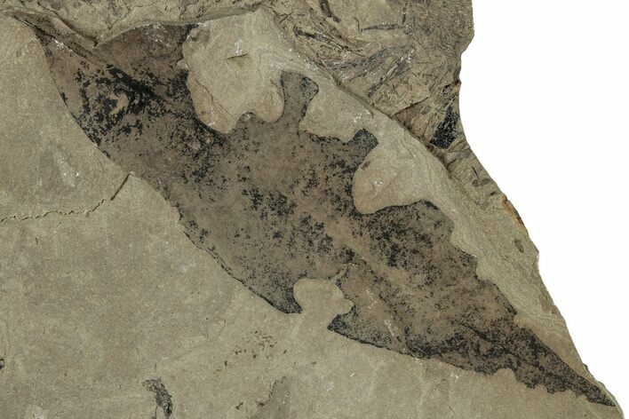 Detailed Fossil Leaf (Allophylus) - Insect Predation! #325572